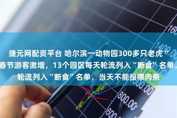 捷元网配资平台 哈尔滨一动物园300多只老虎“轻断食”，“对冲”春节游客激增，13个园区每天轮流列入“断食”名单，当天不能投喂肉条